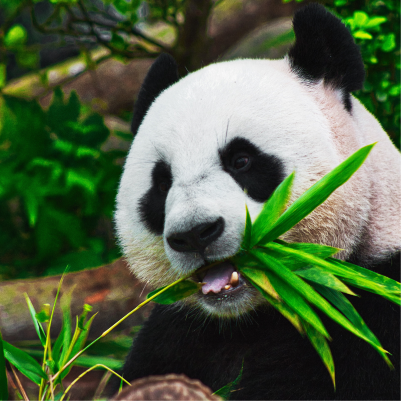 A panda eating bamboos.