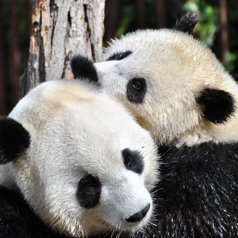 Two pandas embracing one another.