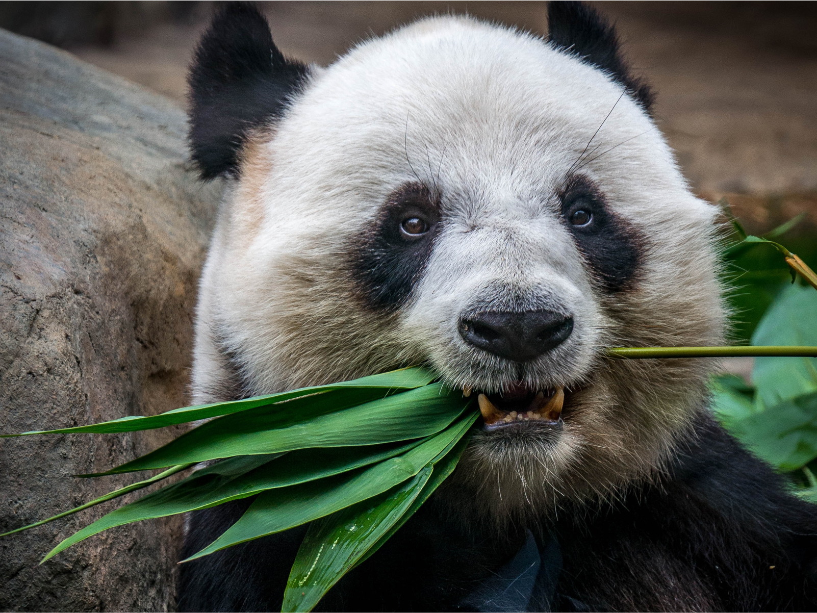 A close-up photo of a panda eating leaves.