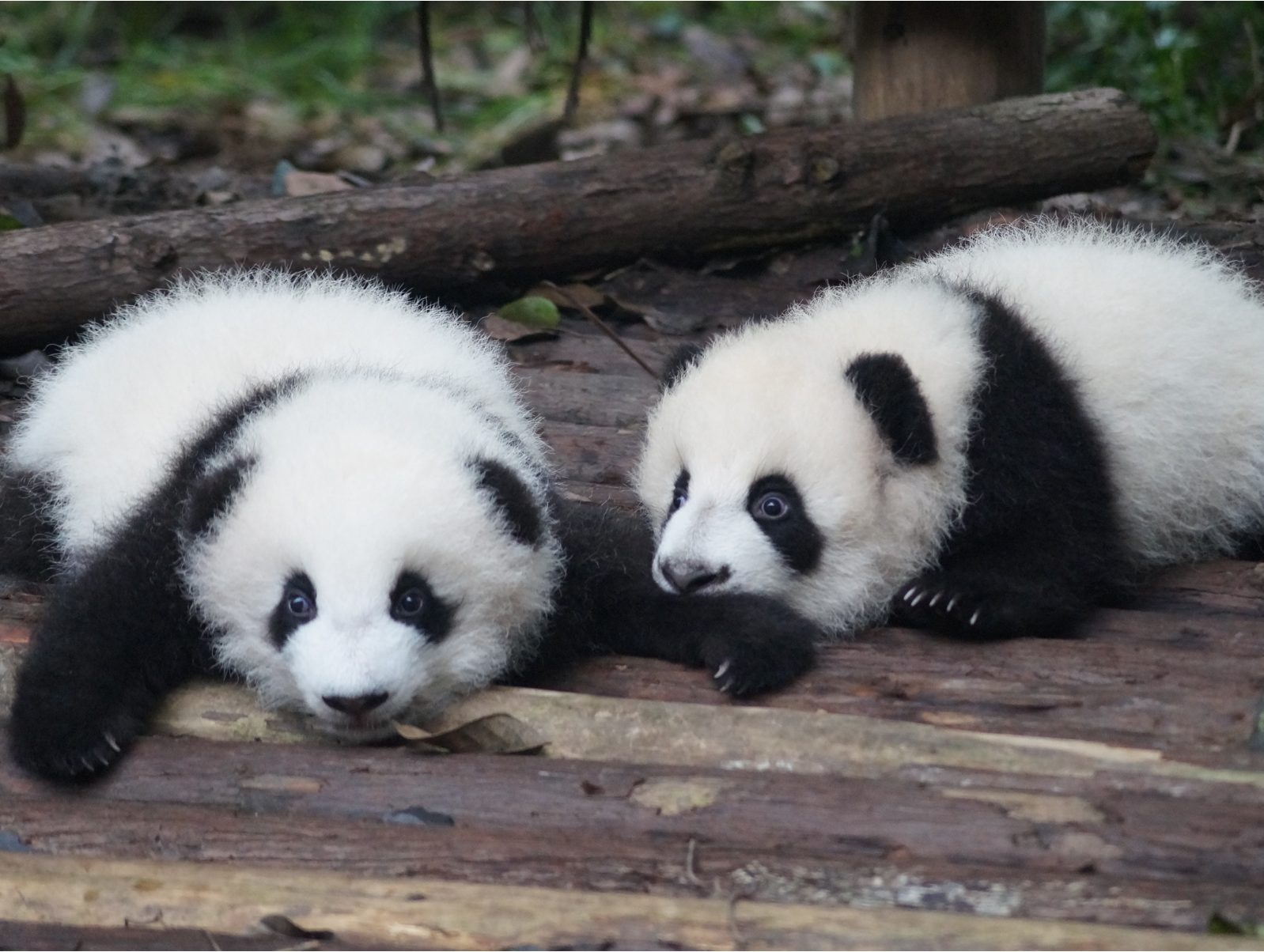 Two panda cubs laying on the dirt floor.