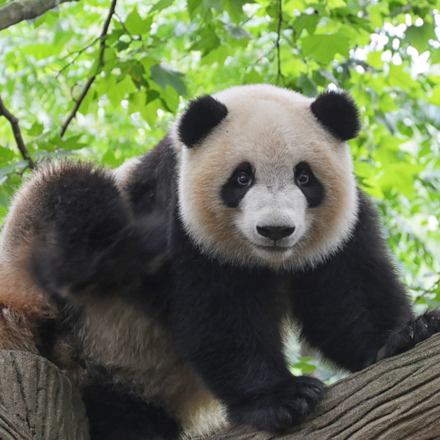 A small panda atop a tree with foilage beheind it.